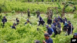 FILE - Police stand guard as farmers hired to uproot coca shrubs work as part of a manual eradication program in San Miguel, Colombia.