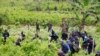 ARCHIVO - La policía hace guardia mientras los agricultores contratados para arrancar arbustos de coca trabajan como parte de una campaña de erradicación manual en San Miguel, en la frontera sur de Colombia con Ecuador, el miércoles 15 de agosto de 2012.