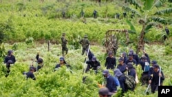 ARCHIVO - La policía hace guardia mientras los agricultores contratados para arrancar arbustos de coca trabajan como parte de una campaña de erradicación manual en San Miguel, en la frontera sur de Colombia con Ecuador, el miércoles 15 de agosto de 2012.
