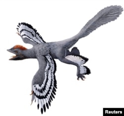 A life reconstruction of the birdlike feathered dinosaur Anchiornis, using laser-stimulated fluorescence data, is pictured in this undated handout image, Feb. 28, 2017. (Julius T. Csotonyi)