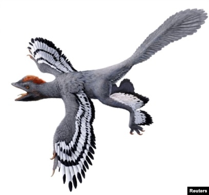 Chinese pterodactyl wings its way to the United Kingdom