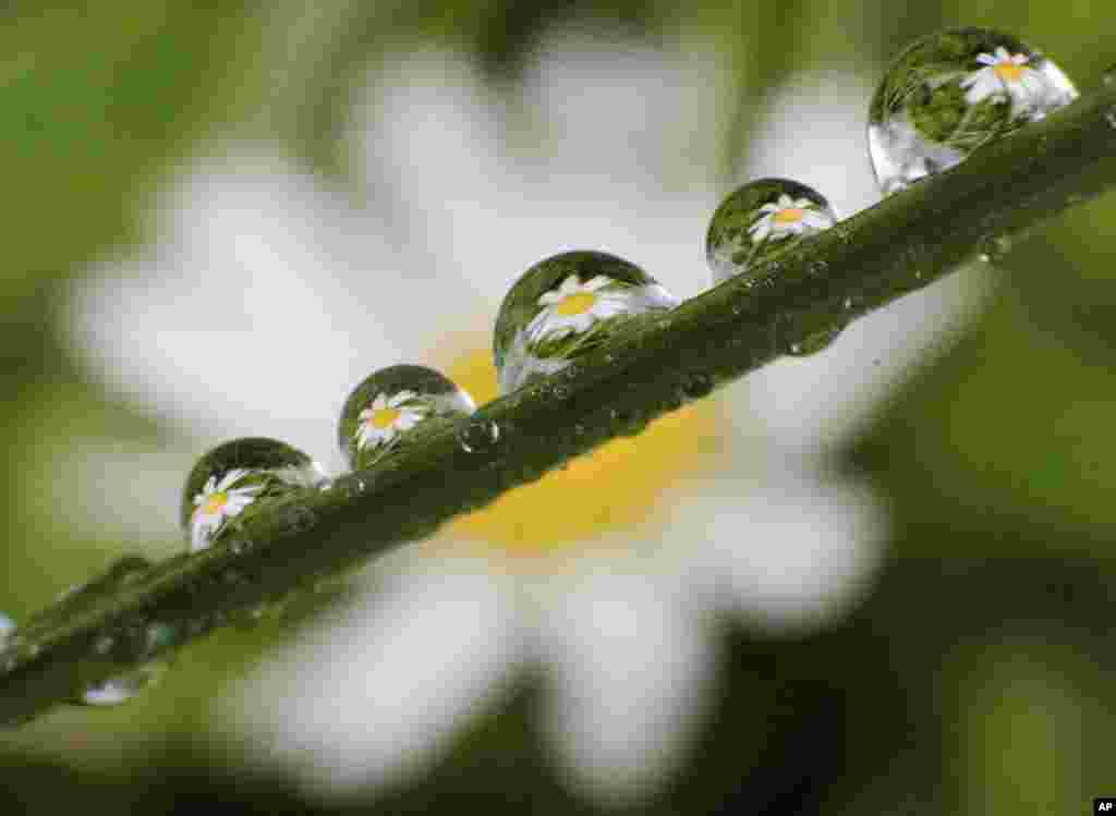 Daisies are seen in rain drops on a piece of grass in Laatzen, northern Germany.