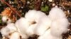 Zimbabwe Finance Minister, Disgruntled Cotton Farmers Meet Over Prices