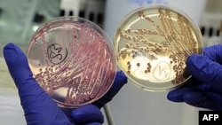 E. coli trong các dĩa petri trong phòng thí nghiệm ở Hamburg, Ðức