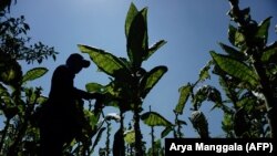 Seorang petani memanen daun tembakau di Temanggung, Jawa Tengah, 22 Agustus 2020. (Foto: Arya Manggala/AFP)