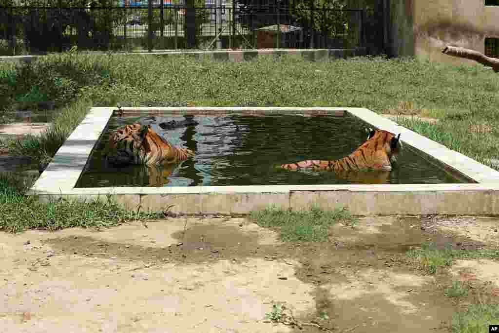 وضعیت رقت بار گروهی از حیوانات در باغ وحش بغداد.&nbsp;