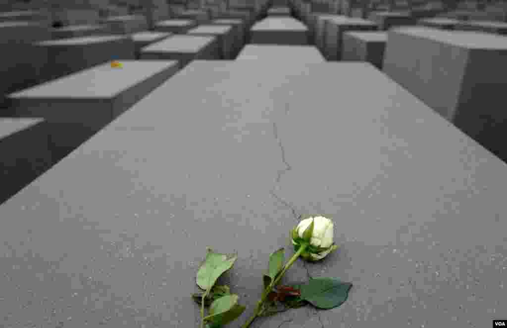 گلی در بنیان یادبود قربانیان هولوکاست در شهر برلین، آلمان
