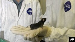 Des produits dopants testés sur souris dans un laboratoire.