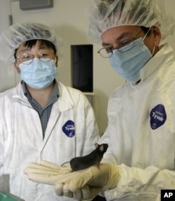 FILE - Researchers Ronald Evans, right, and Yongxu Wang of the Salk Institute for Biological Studies in San Diego look at a mouse whose stamina was improved through genetic engineering in August 2004. Such a capability moves the issue of Olympic doping from drugs to actual genetic manipulation.
