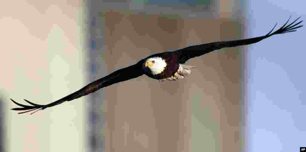 پرواز عقاب بر فراز آسمان ایالت کانزاس آمریکا