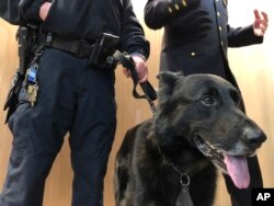 Franky, one of the NYPD's new explosive odor pursuit dogs, stands with his handler, Officer Nicholas Scotti, left, as Counterterrorism Chief James Waters, right, talks to reporters about preparations for the Macy's Thanksgiving Parade, during a news conference at police headquarters in New York, Nov. 20, 2018.