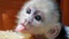 This baby white-faced capuchin boy monkey, born on May 17, sticks out its tongue at Jungle Island, July 6, 2016, in Miami.