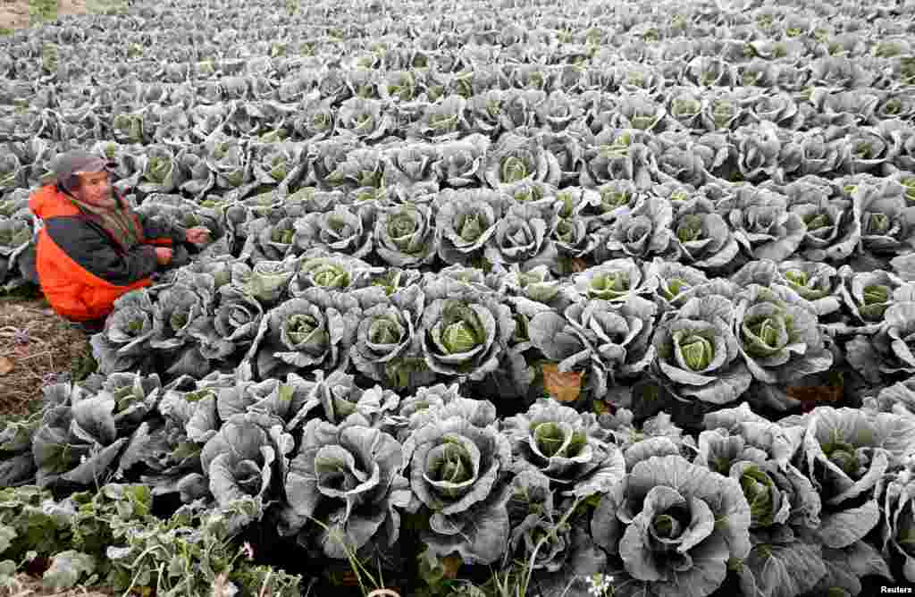 Seorang petani beristirahat di antara tanaman sayurannya yang diselimuti embun di Atok, Benguet, utara Manila, Filipina.