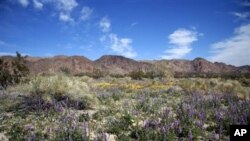 캘리포니아 주 남동부, 로스엔젤레스 동쪽 ‘Palm Springs’ 지역 인근 ‘Joshua Tree National Park (여호수아 나무 국립공원)’