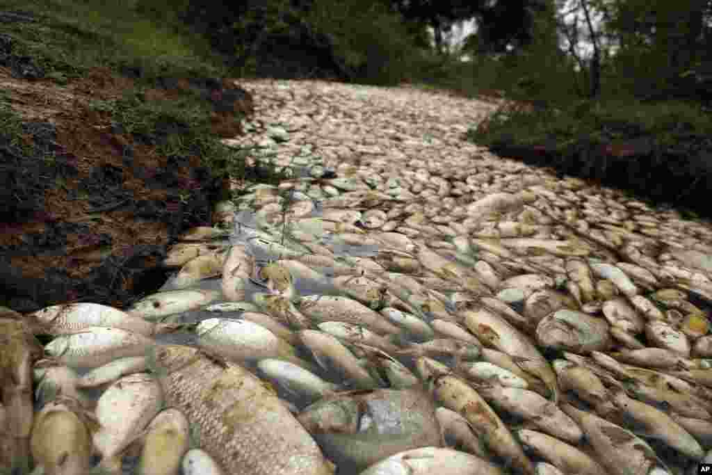 Dead fish float in the Confuso river near Villa Hayes, Paraguay, 30 kilometers north of the capital Asuncion, Oct. 14, 2017.