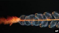 A physonect siphonophore is made up of many repeated units, which include tentacles and multiple stomachs.