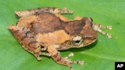 In this undated photo, a frilled tree frog rests on a leaf. The frilled tree frog is among 224 new species listed in the World Wildlife Fund's latest update on the Mekong region. (World Wildlife Foundation via AP)