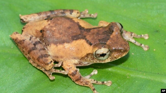 In this undated photo, a frilled tree frog rests on a leaf. The frilled tree frog is among 224 new species listed in the World Wildlife Fund's latest update on the Mekong region. (World Wildlife Foundation via AP)