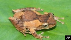 In this undated photo, a frilled tree frog rests on a leaf. The frilled tree frog is among 224 new species listed in the World Wildlife Fund's latest update on the Mekong region. (World Wildlife Foundation via AP)