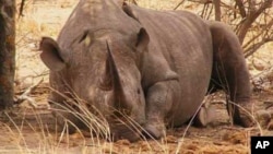 A rhino rests on a game reserve in South Africa. Some in the wildlife industry say a legal trade in rhino horn will decrease poaching levels; others argue it would have the opposite effect