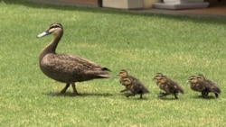 Duck & Ducklings out for a Morning Walk, Hervey Bay Australia