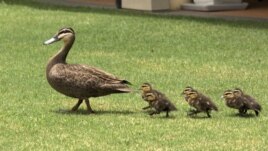 Duck & Ducklings out for a Morning Walk, Hervey Bay Australia