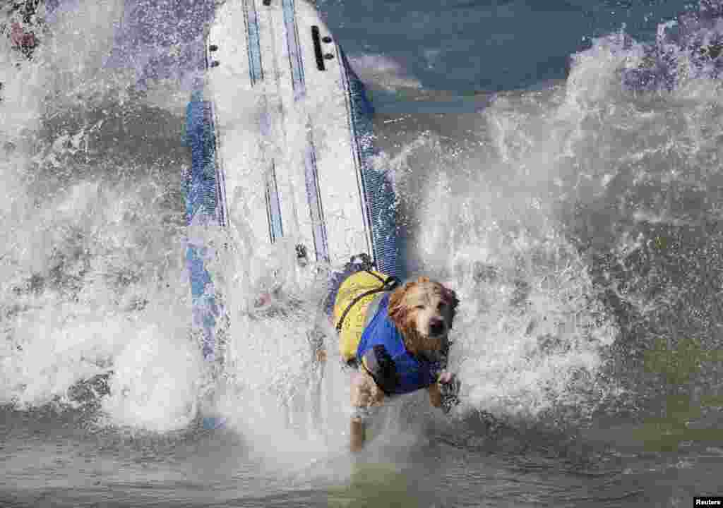 O cão perde o domínio da onda no concurso anual de surf para cães, 6ª edição, Huntington Beach, California Set. 28, 2014