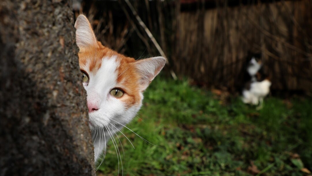 Curiosity Killed The Cat - English Cat Idioms and phrases