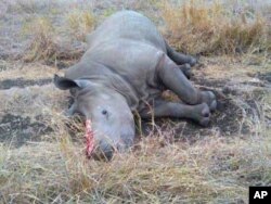 The carcass of a rhino killed for its horn in a game reserve in South Africa
