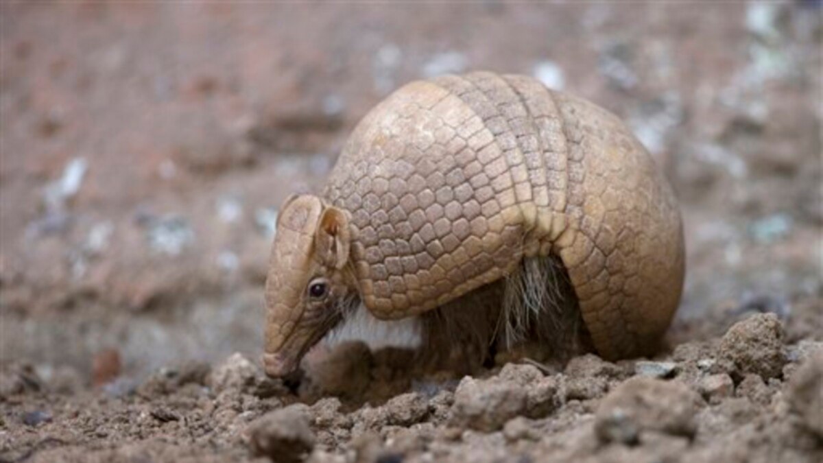 La lepra y los armadillos en Florida