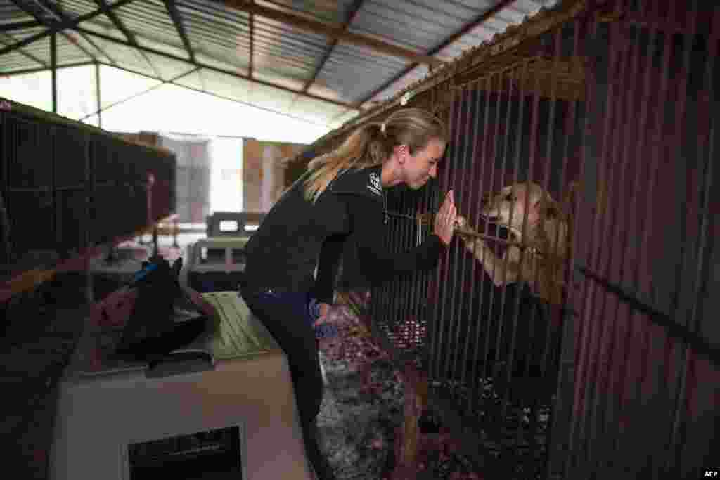 Lola Webber of the Humane Society International (HSI) comforts a dog in a cage during a publicized rescue event involving the closure of a dog farm organised by HSI in Wonju, south East of Seoul, South Korea. The dogs were being transported to the U.S. The dogs in the farm, one of thousands across the country, were bred specifically for consumption and confined in their cages from birth until slaughtered for their meat.