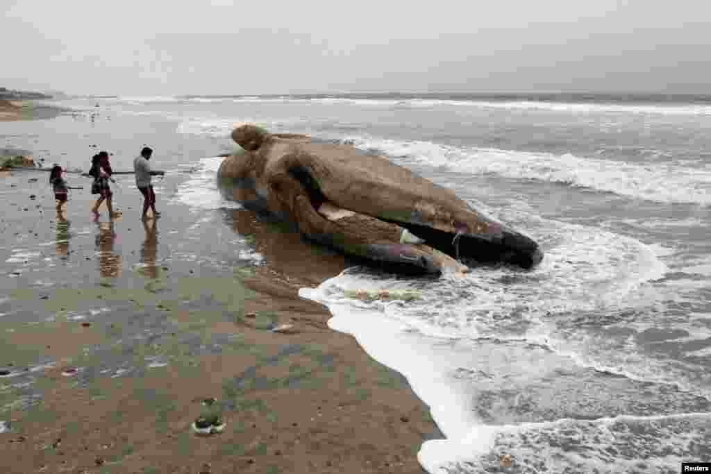 People walk toward the carcass of a gray whale washed up ashore at a beach in RosarIto, Baja California state, Mexico, May 21, 2018.