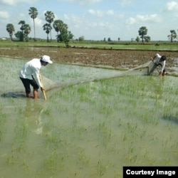 កសិករ​ប្រើ​សំណាញ់​អូស​យក​ដង្កូវហ្វូង ឬ​ដង្កូវទ័ព​ចេញពី​ស្រែ​របស់​ខ្លួន។ ក្រសួង​កសិកម្ម​ ​បាន​ឲ្យ​ដឹង​នា​ថ្ងៃ​សុក្រ​នេះ​ថា​ ​យ៉ាង​ហោច​ណាស់​មាន​ប្រជាកសិករ​កម្ពុជា​ក្នុង​៨ខេត្ត​ទូទាំង​ប្រទេស​កម្ពុជា កំពុង​ប្រឈម​នឹង​បញ្ហា​ដង្កូវហ្វូង ឬ​ដង្កូវទ័ព។ (រូបភាព​ផ្តល់​ដោយ​អគ្គ​នាយក​ដ្ឋាន​កសិកម្មនៃ​ក្រសួងកសិកម្ម)