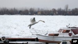 Labud iznad marine na zaleđenom rukavcu Dunava u Zemunu, kraj Beograda (AP Photo/Darko Vojinovic)