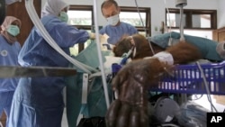 Andreas Messikommer dari Swiss (tengah atas), relawan dokter bedah ortopedik, sedang melakukan operasi memperbaiki patah tulang Hope, orangutan Sumatra, di fasilitas Program Konservasi Orangutan di Sibolangit, Sumatra Utara, 17 Maret 2019.