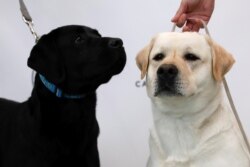 Reggie (kanan) dan Theo, anjing Labrador retriever, dinobatkan sebagai jenis anjing paling populer di Amerika selama 26 tahun berturut-turut oleh American Kennel Club (AKC) di New York City, New York. (Foto: Reuters)