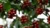Coffee Bean Taboo Gets Second Look Amid Climate, Market Changes