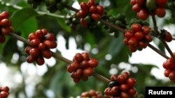 Ripe coffee beans are seen in an experimental plantation of robusta coffee in Turrialba, Costa Rica, Aug. 16, 2016.