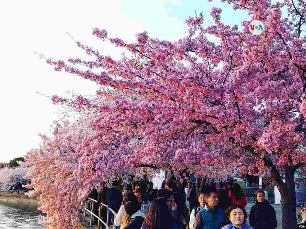 Miles de personas acuden a Washington, D.C. para admirar las flores blancas y rosadas.
