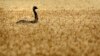 一只鸸鹋走过澳大利亚布里斯班以西的一片小麦田。澳大利亚国旗上的鸟就是鸸鹋，也被称作澳大利亚鸵鸟。（2011年10月28日）