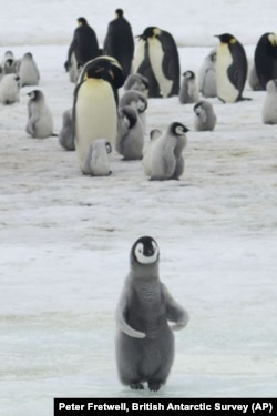 Emperor Penguin chicks at Antarctica's Halley Bay