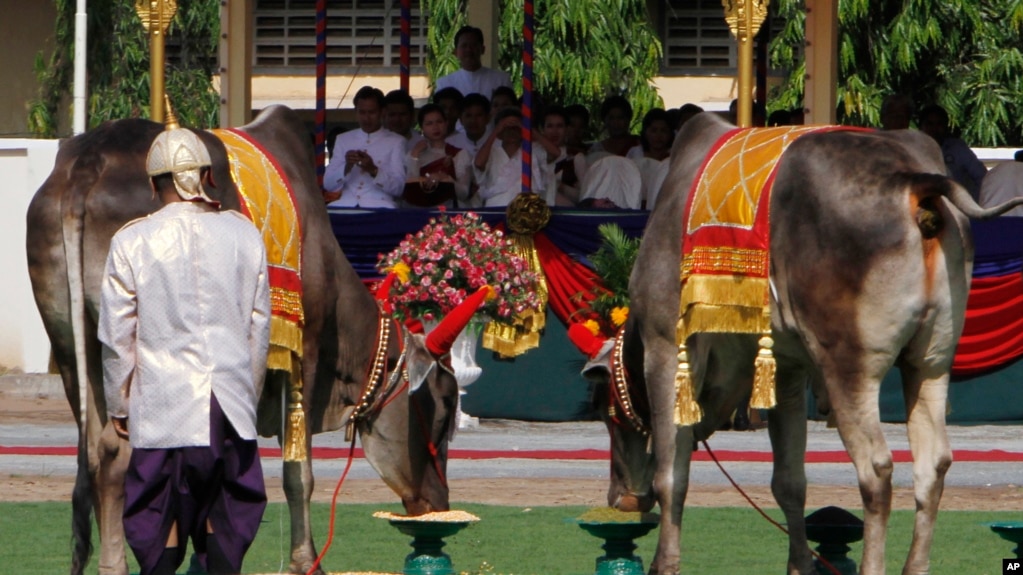 Royal oxens eat corn and green beans at the end of a royal plowing ceremony at provincial town of Takhmau, Cambodia, Saturday, May 17, 2014. The ceremony marks the start of rice farming season. Image: AP Photo/Heng Sinith