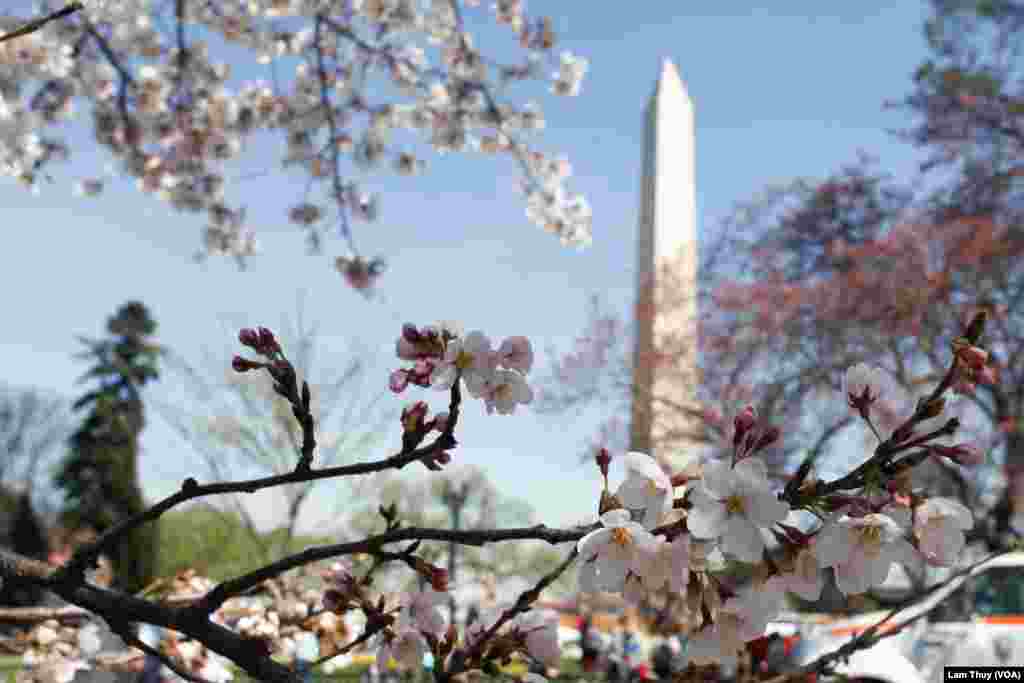 Vào mùa xuân hàng năm, du khách đổ về Thủ đô Washington của nước Mỹ để ngắm hàng ngàn cây Anh Đào nở hoa.