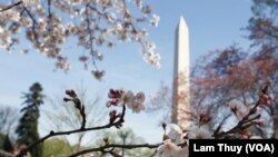 FILE - Cherry blossoms bloom in Washington, D.C., March 25, 2016.