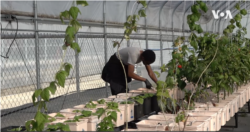 Pertanian di perkotaan (Urban farming). (VOA/video screenshot)