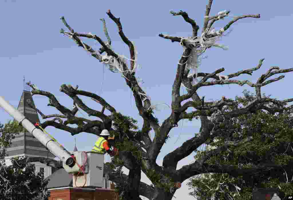 City workers cut down the poisoned oak trees at Toomer&#39;s Corner at the entrance to Auburn University in Auburn, Alabama. Harvey Updyke Jr. is serving a jail term after pleading guilty to spiking the oaks with a powerful herbicide, and experts say they can&#39;t be saved.