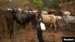 FILE - A herder is seen standing with his cattle near the town of Bouar, Central African Republic, March 9, 2014.