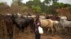 La lutte contre le vol de bétail dope le business du kidnapping au Nigeria 