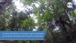 Video: A través de la selva del Darién, una de las rutas migratorias más peligrosas del mundo