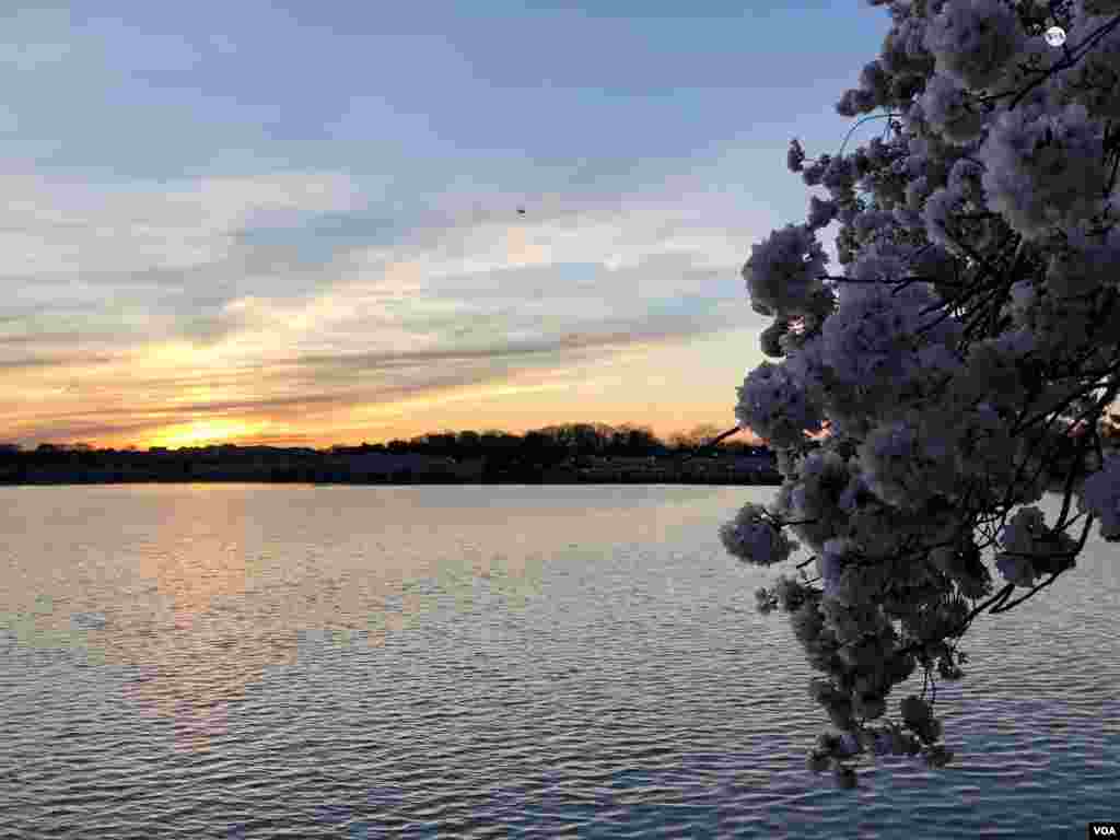 Las flores de cerezo son una atracción turística cada año en Washington, D.C.